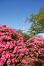 Fernsehturm, Rhododendronblüte, Japanischer Garten, Hamburg, Deutschland von Torsten Krüger Miniaturansicht