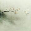 Die Seifenblase und der Zweig in der nebligen Stille von Karina Brouwer