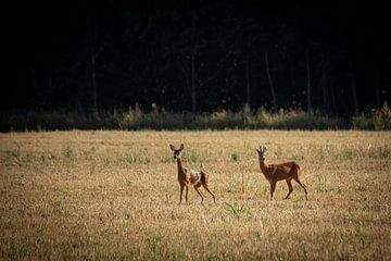 Two Deer In The Grass by Timo Videc