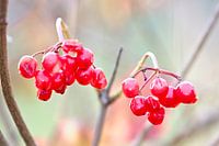 Berries