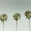 Vintage Palm Trees Panorama by Melanie Viola