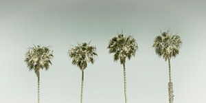 Vintage Palmenidylle im Panorama