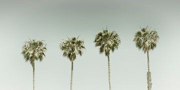 Vintage Palm Trees Panorama
