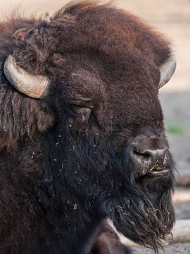 Bison : Zoo de Blijdorp sur Loek Lobel