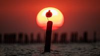 Zonsondergang Waddenzee met een vogel op een paal :) van Martijn van Dellen thumbnail