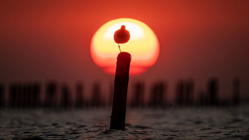 Zonsondergang Waddenzee met een vogel op een paal :) van Martijn van Dellen