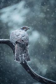 Majestätischer Habicht in einem Winterwald von Ruben Van Dijk