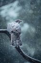 Majestic goshawk in a winter forest by Ruben Van Dijk thumbnail