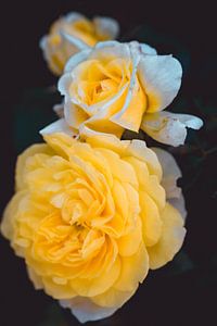 Rosenblüte