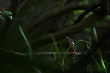 Kingfisher among the greenery by Danny Slijfer Natuurfotografie