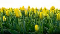 Gele tulpen in Nederland, Bollenstreek van Jeroen Somers thumbnail