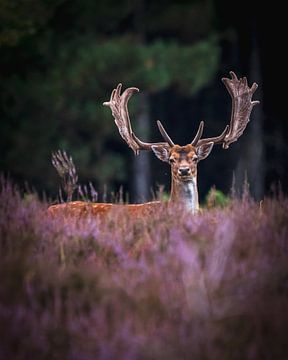 Fallow deer by Markus Schulz
