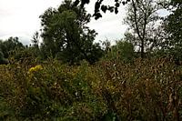 Bild Frühling