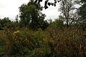 Bild Frühling