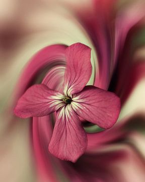 Verdrehte Blume von Saskia Schotanus
