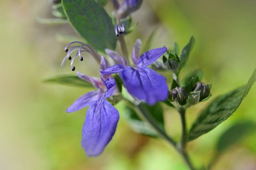 Caryopteris divaratica 