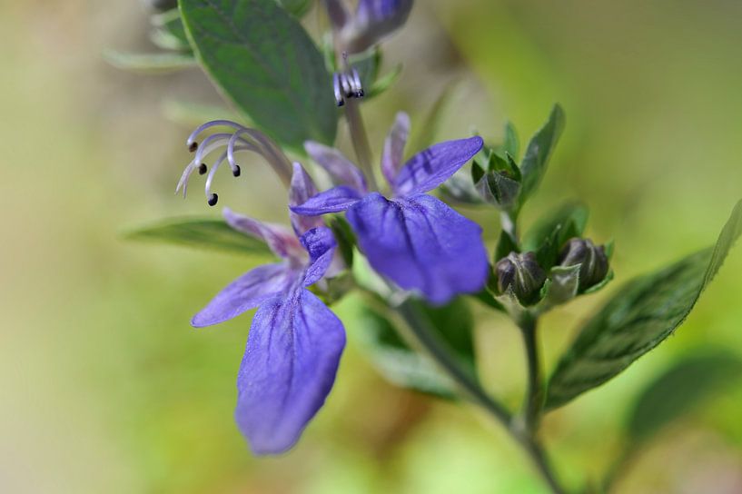 Caryopteris divaratica  par Martine Affre Eisenlohr