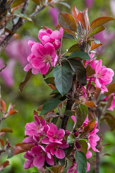 Apple Blossom by Jolanda de Jong-Jansen