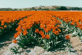 Orange tulip field, Noordwijk by Yanuschka | Fotografie Noordwijk