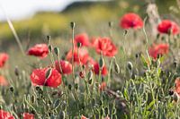 Poppies