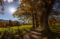 Kottmüller-Allee van Denis Feiner thumbnail