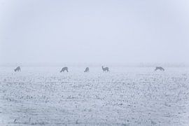 reeën in koude mistige ochtend von Jo Pixel