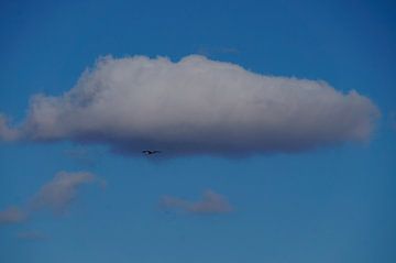 1 Ooievaar in haar vlucht onder de witte wolk in de blauwe lucht van wil spijker