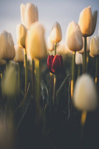 Dare to be different