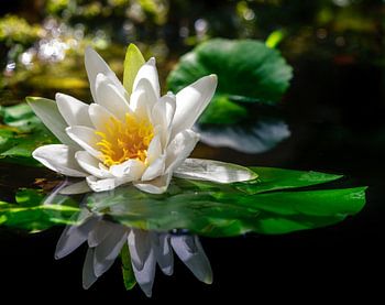 Waterlelie bloei in de tuinvijver