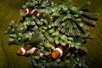 Nemo vissen, Sipadan Island, Maleisie van Travel Tips and Stories