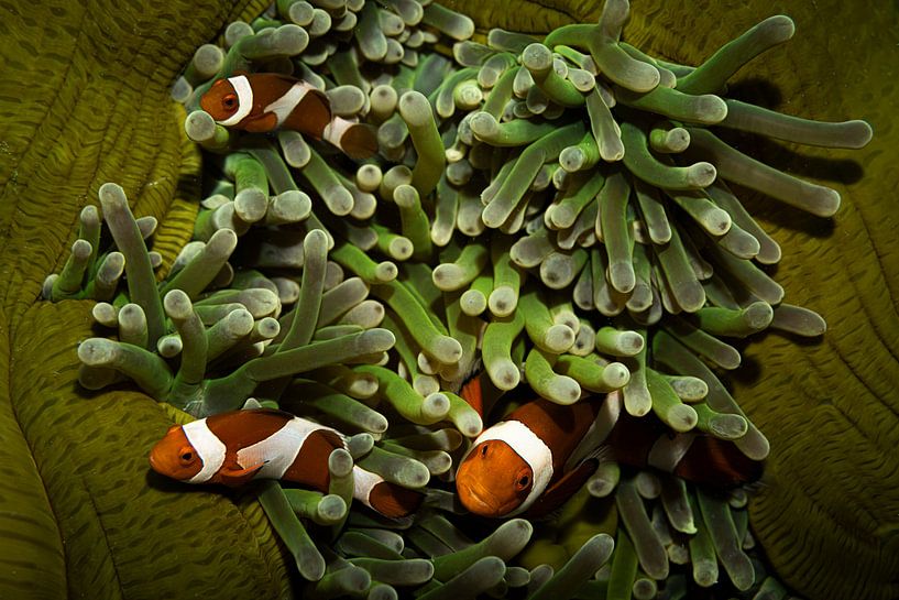 Les poissons-clowns, l'île de Sipadan en Malaisie par Travel Tips and Stories