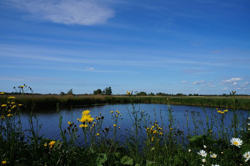 L'eau de la nature néerlandaise par Martine Overkamp-Hovenga