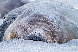 Eléphant de mer endormi