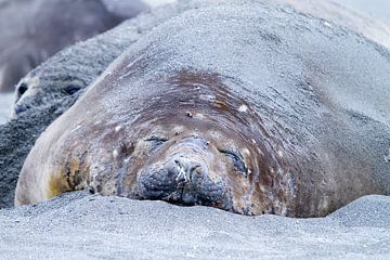 Sleeping elephant seal by Angelika Stern