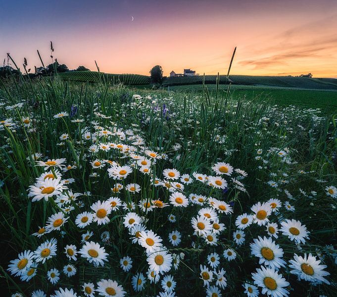 Gänseblümchen Flower Power_I von Loris Photography