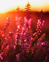 Heides in bloom at Gasterse Duinen, Drenthe, the Netherlands