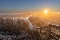 Golden light by peterheinspictures thumbnail