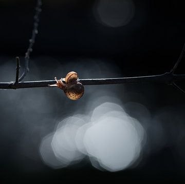 Slakken in het avondlicht by Mds foto