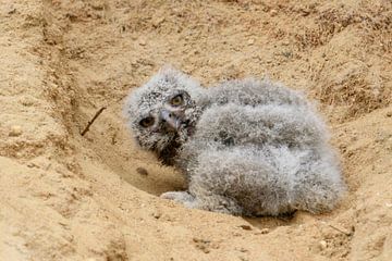 Eurasian Eagle Owl ( Bubo bubo ), very young chick, fallen out of its nesting burrow sur wunderbare Erde