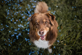 Vogelperspektive / Australischer Schäferhund zwischen den blauen Blumen