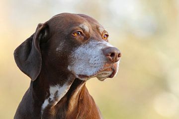 Hond van Heiko Lehmann