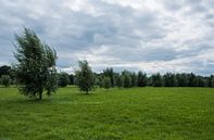 Hollands landschap van Cilia Brandts thumbnail