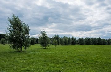 Hollands landschap by Cilia Brandts