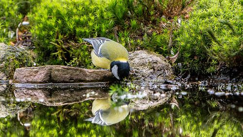 Bird mirror image in water (Drenthe)