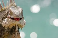 Laughing iguana