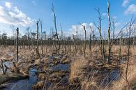 Natuurreservaat het Wooldse veen in Winterswijk von Tonko Oosterink Miniaturansicht