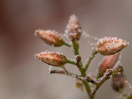 nature is ripe by MvdP fotografie