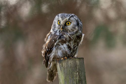 Long-eared owl in the woods