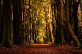 Waldfotografie "profundum" von Björn van den Berg