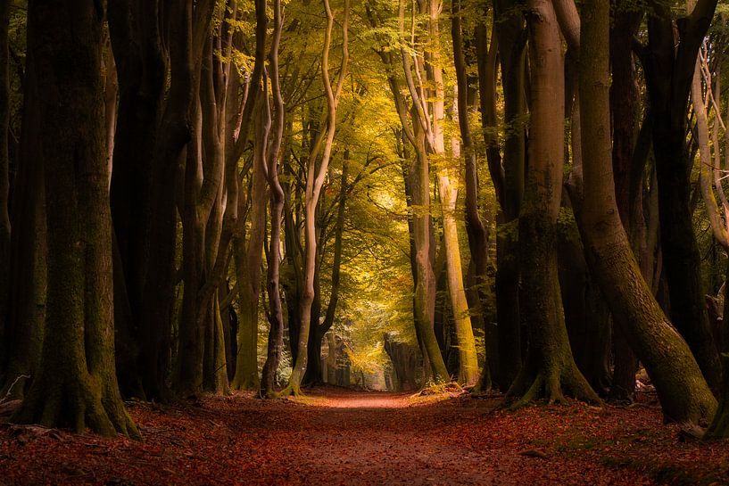 Photographie de la forêt &quot;profundum par Björn van den Berg